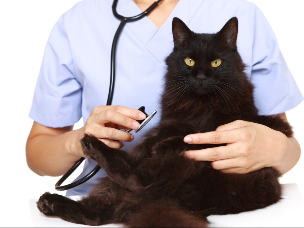猫の頻繁な嘔吐